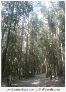 forêt eucalyptus