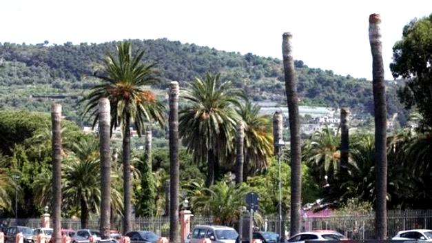 Bordighera palms