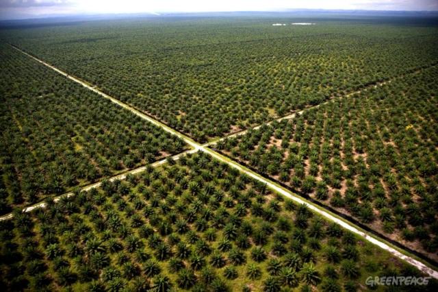 palmiers à huile Greenpeace